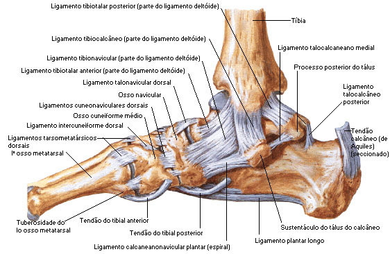 ligamentos do pé